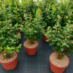 Imelovník (Symphoricarpos) ‘Symphony Rave’ - výška 40-60 cm, kont. C3L